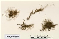 藏品(懸苔屬)的圖片